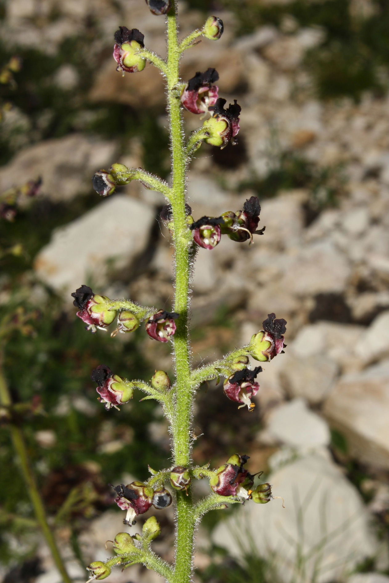 Scrophularia hoppii  / Scrofularia di Hoppe